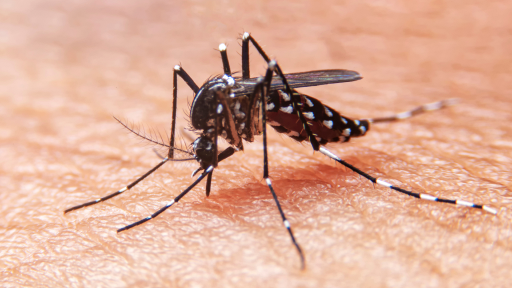Com 600 confirmações em uma semana, Barbacena atinge 2615 casos de dengue
