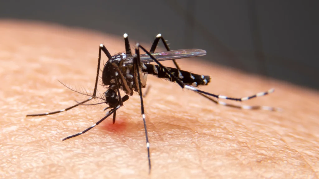 Barbacena tem mais de 2 mil casos confirmados de dengue e novos óbitos em investigação