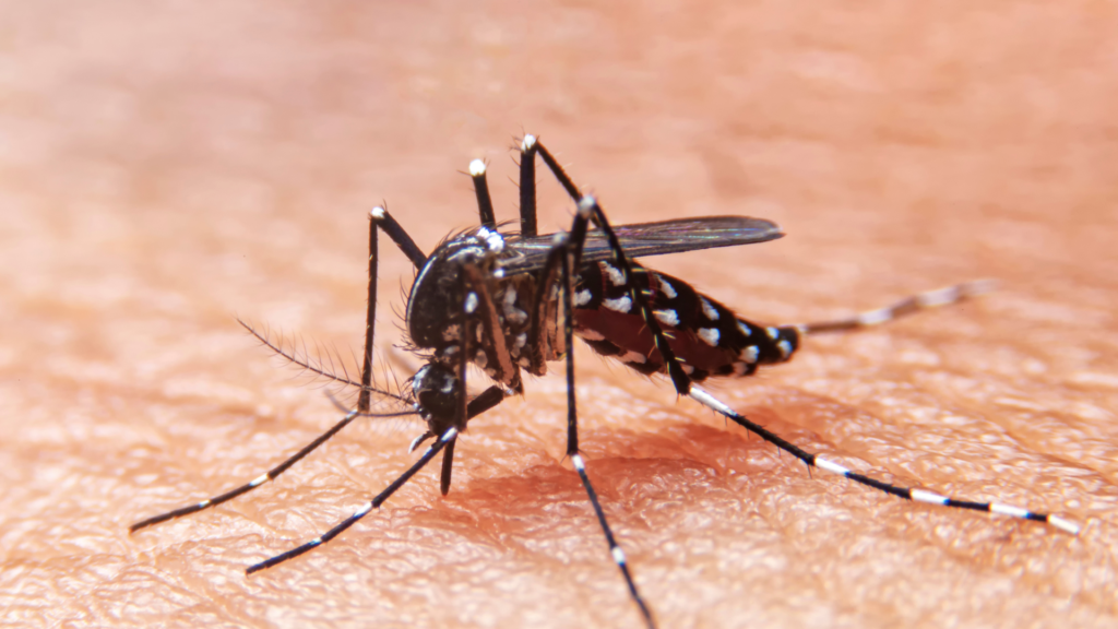 Com 561 novas confirmações; Barbacena ultrapassa os 5 mil casos de dengue
