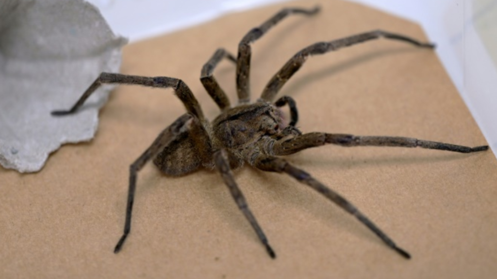 Médica veterinária alerta sobre o aparecimento de aranhas em Barbacena