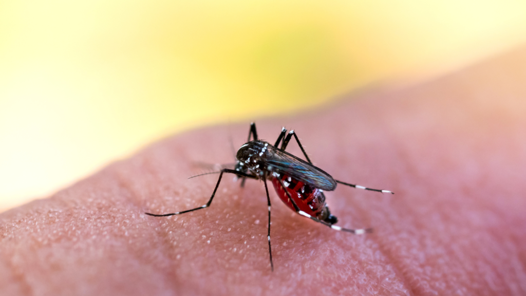 Barbacena se aproxima das 3 mil confirmações de dengue em 2024