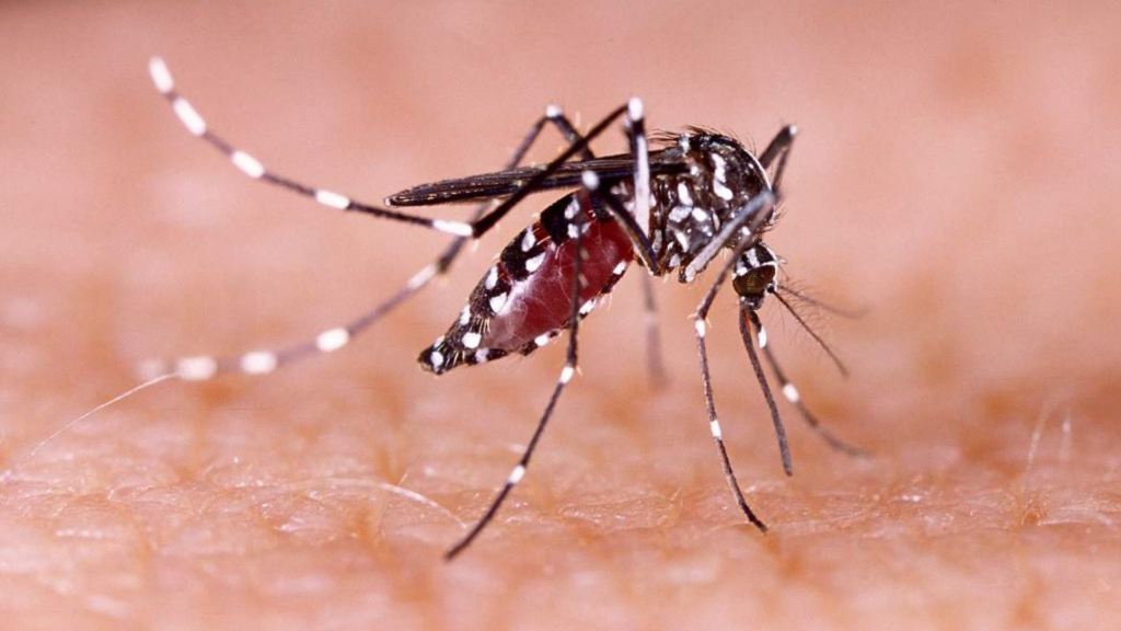 Barbacena ultrapassa 4 mil casos de dengue após confirmação de mais de 750 novos casos