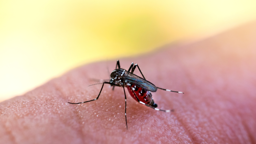 Barbacena tem mais de 6.700 casos de dengue e seis mortes pela doença em 2024