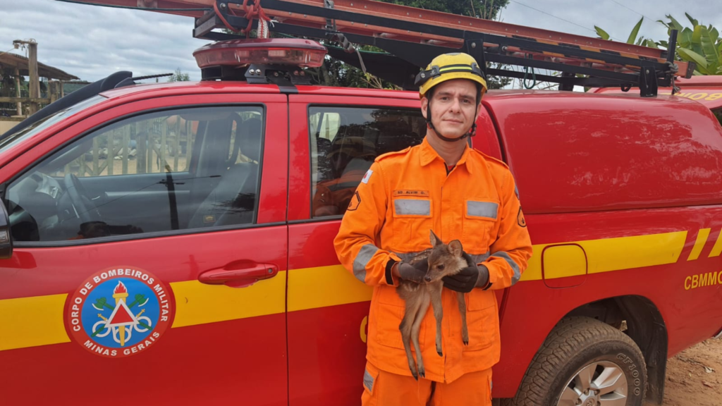 Bombeiros resgatam filhote de veado-campeiro na zona rural de Barbacena