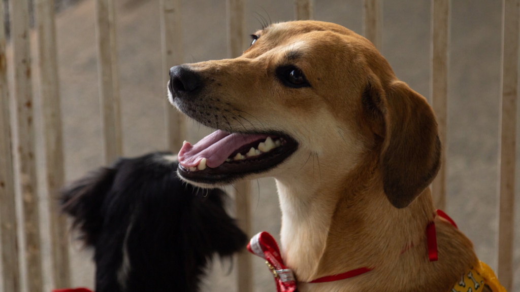 Feira de adoção de cães acontece neste sábado (08) em Barbacena