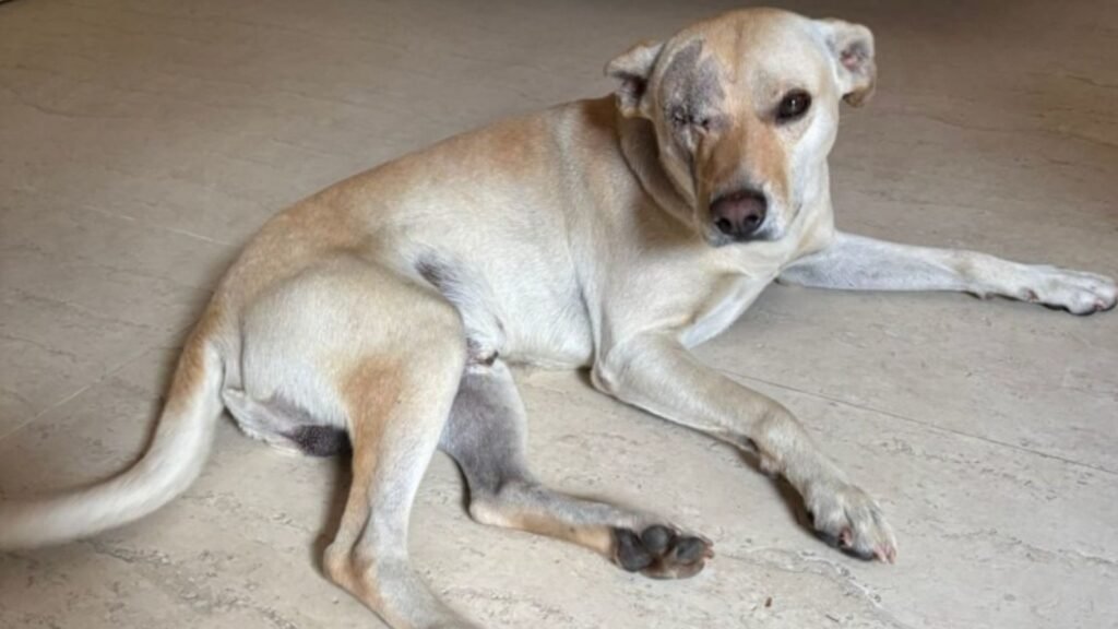 Suspeito de causar cegueira parcial em cachorro é indiciado