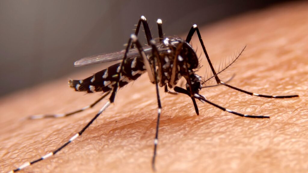 Barbacena ainda não registrou casos de dengue em 2025