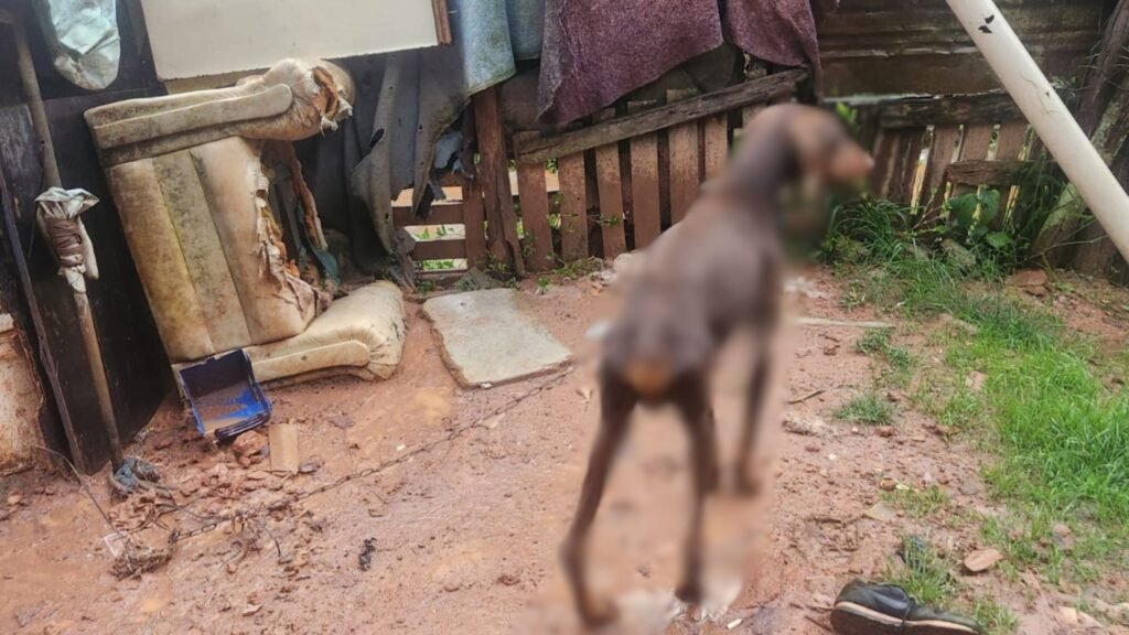 Cachorros que sofriam maus-tratos são resgatados em Pinheiro Grosso