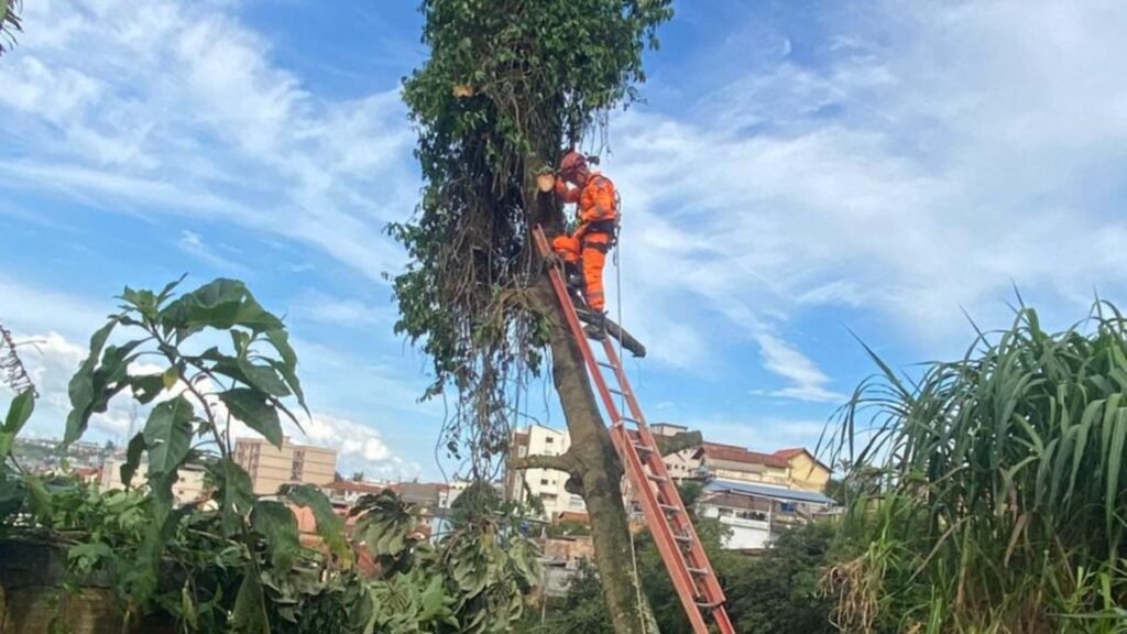Extração de árvore que ameaçava residência em Barbacena dura oito horas