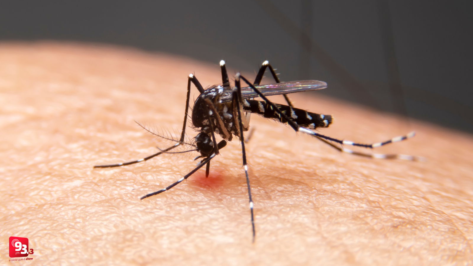 Leia mais sobre o artigo Casos de dengue em Barbacena se aproximam dos 450