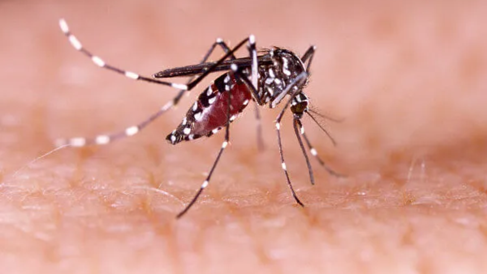 Leia mais sobre o artigo Barbacena ultrapassa os 300 casos de dengue
