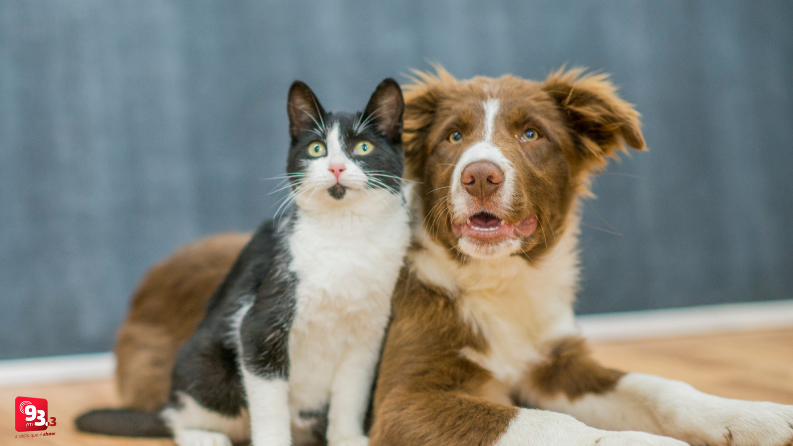 Leia mais sobre o artigo Barbacena realiza vacinação contra raiva em cães e gatos