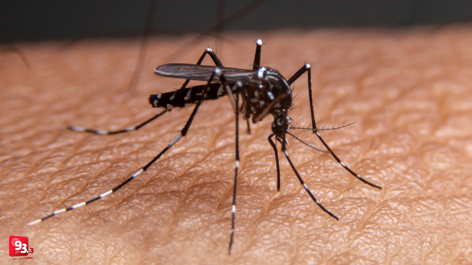 Leia mais sobre o artigo Barbacena tem queda nos casos de dengue, após semanas de altas