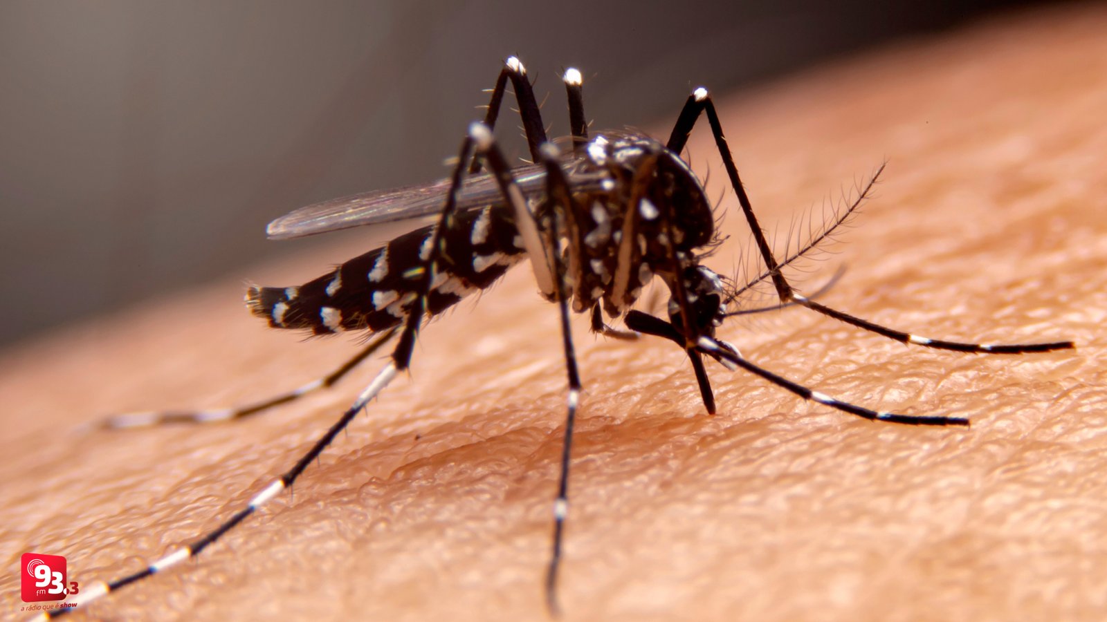 Leia mais sobre o artigo Barbacena ultrapassa os 500 casos de dengue