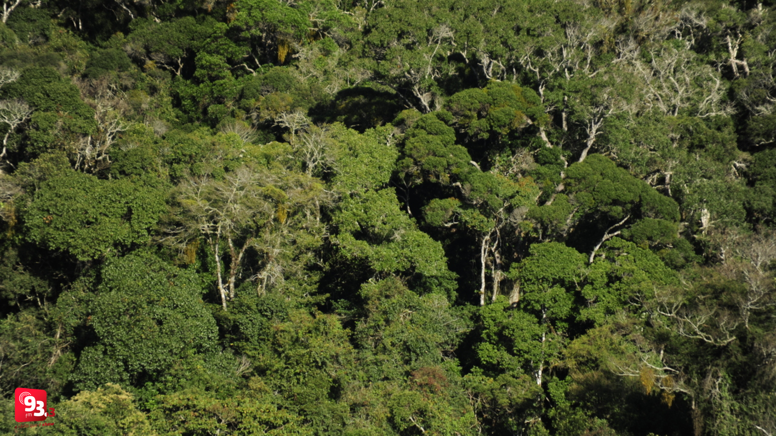 Leia mais sobre o artigo Barbacena Celebra o Dia da Mata Atlântica com Revitalização de Viveiro Florestal