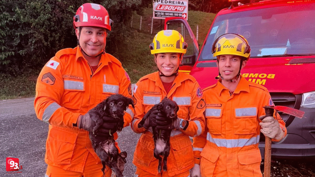 Bombeiros de Barbacena resgatam filhotes presos em bueiro na rodovia