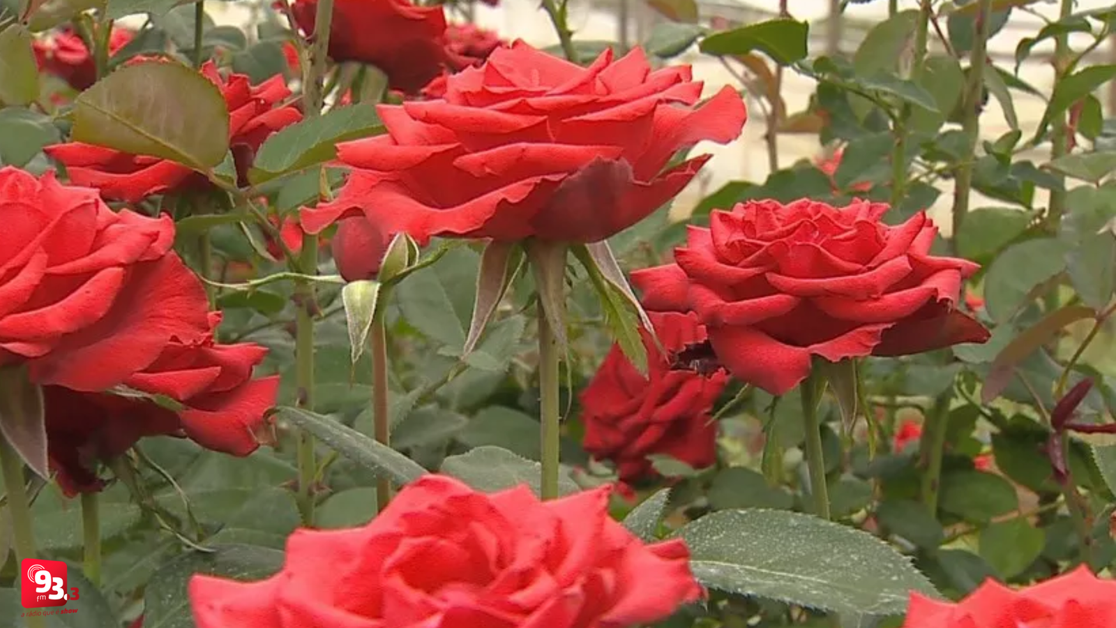 Leia mais sobre o artigo Minas oficializa título de Cidade das Rosas de Barbacena