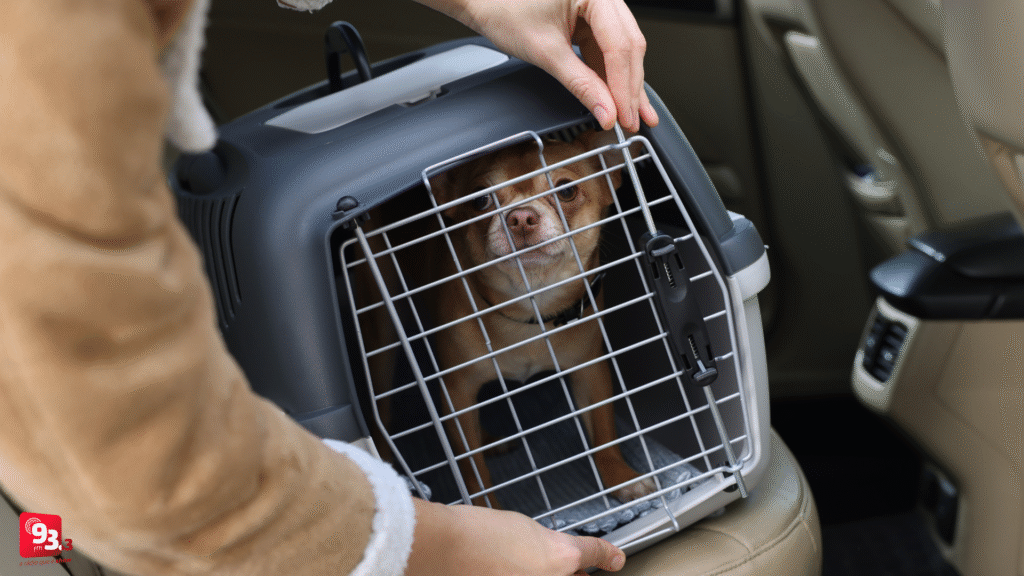 Governo de Minas regulamenta transporte de cães e gatos em ônibus intermunicipais