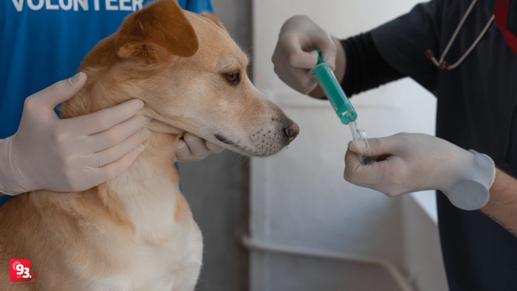 Mais de 13 mil animais são vacinados contra a raiva em Barbacena