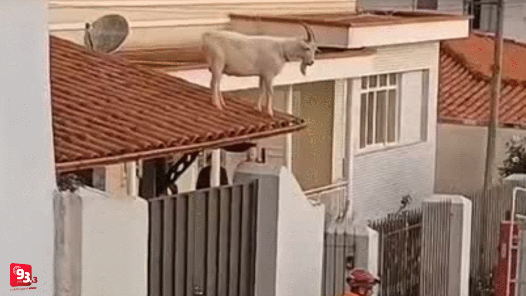 Bode é resgatado de telhado em Barbacena, mas retorna ao local no mesmo dia