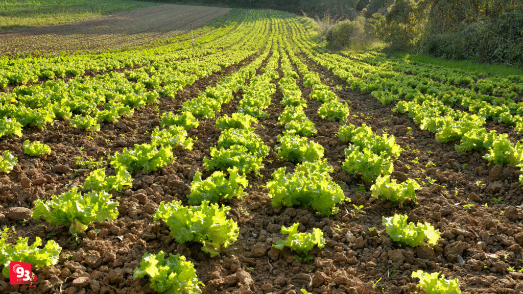 Barbacena promove curso gratuito para agricultores familiares venderem para órgãos públicos