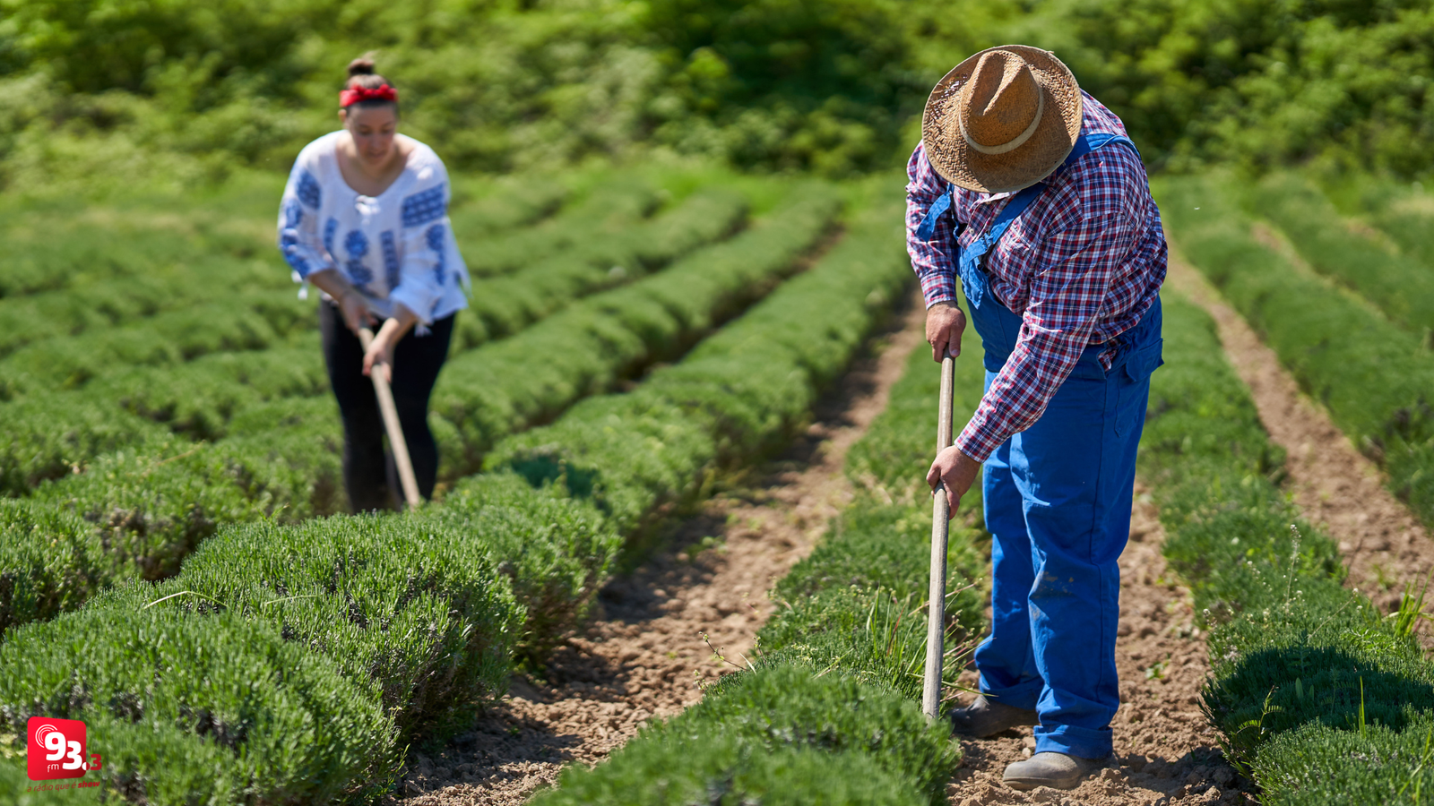 Leia mais sobre o artigo Barbacena abre chamamento para aquisição de gêneros alimentícios da Agricultura Familiar