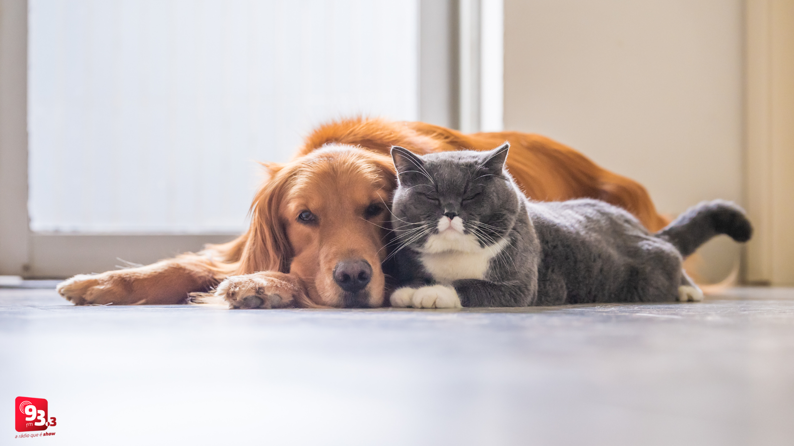 Leia mais sobre o artigo Barbacena institui o Dia da Causa Animal no calendário municipal