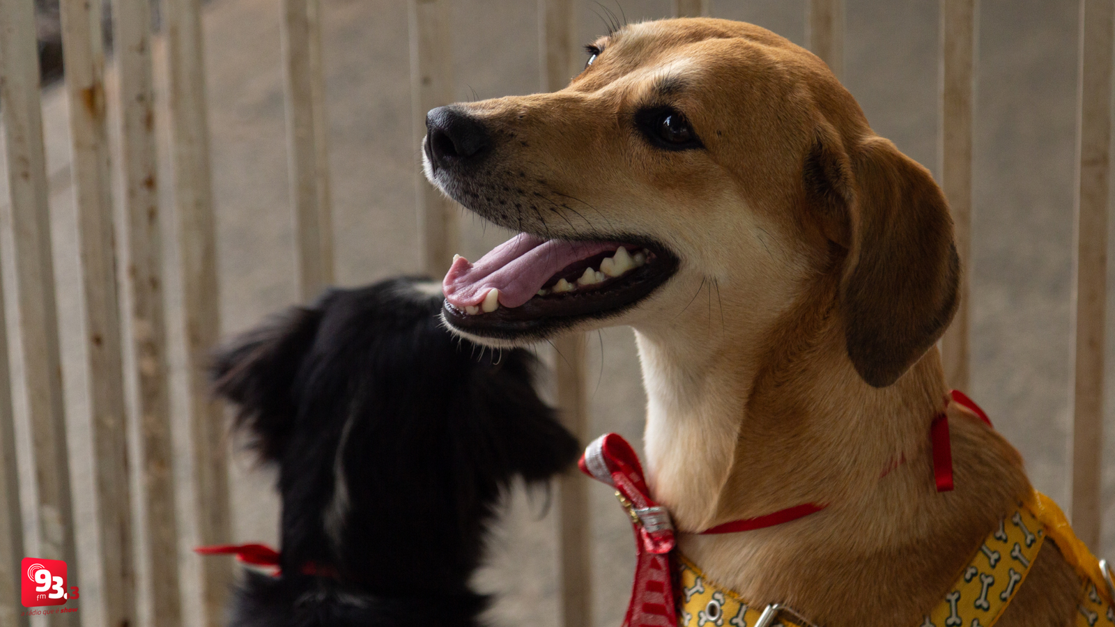 Leia mais sobre o artigo Barbacena realiza mais uma edição da Feira de Adoção