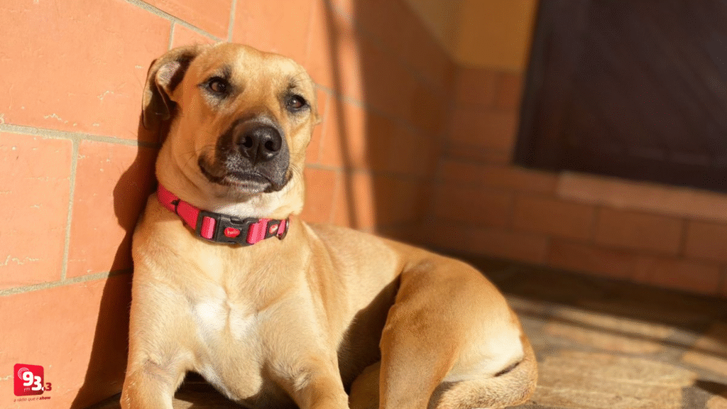 Barbacena institui o “Dezembro Verde” para combater maus-tratos e abandono de animais