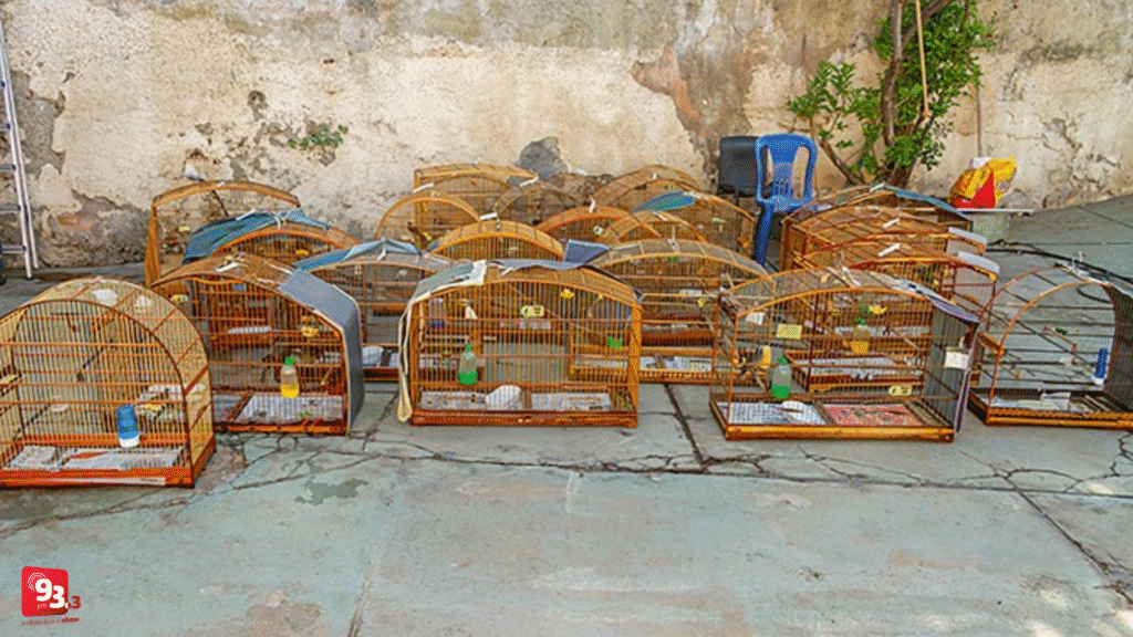 Operação Libertas deflagra 84 alvos de tráfico de fauna silvestre e resgata mais de 750 animais em 11 estados