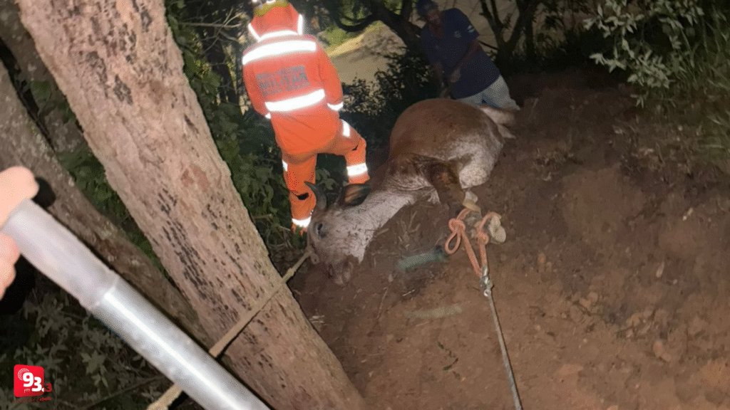 Bombeiros de Barbacena resgatam vaca presa em local de difícil acesso