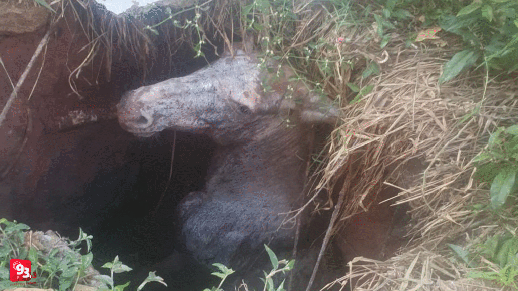 Bombeiros de Barbacena resgatam burro que caiu em fossa