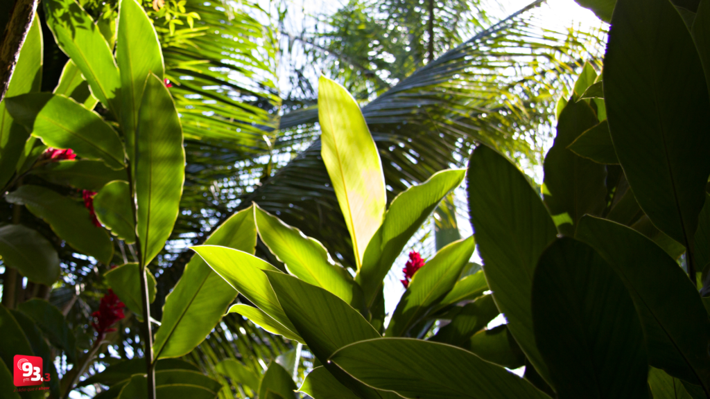 Barbacena cria grupo de trabalho para a Reserva Biológica de Pinheiro Grosso