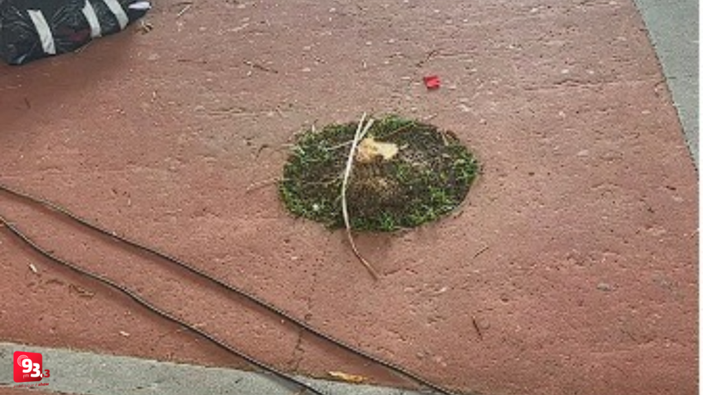 Corte de ipês no Centro reacende debate ambiental em Barbacena, segunda cidade menos arborizada do Brasil