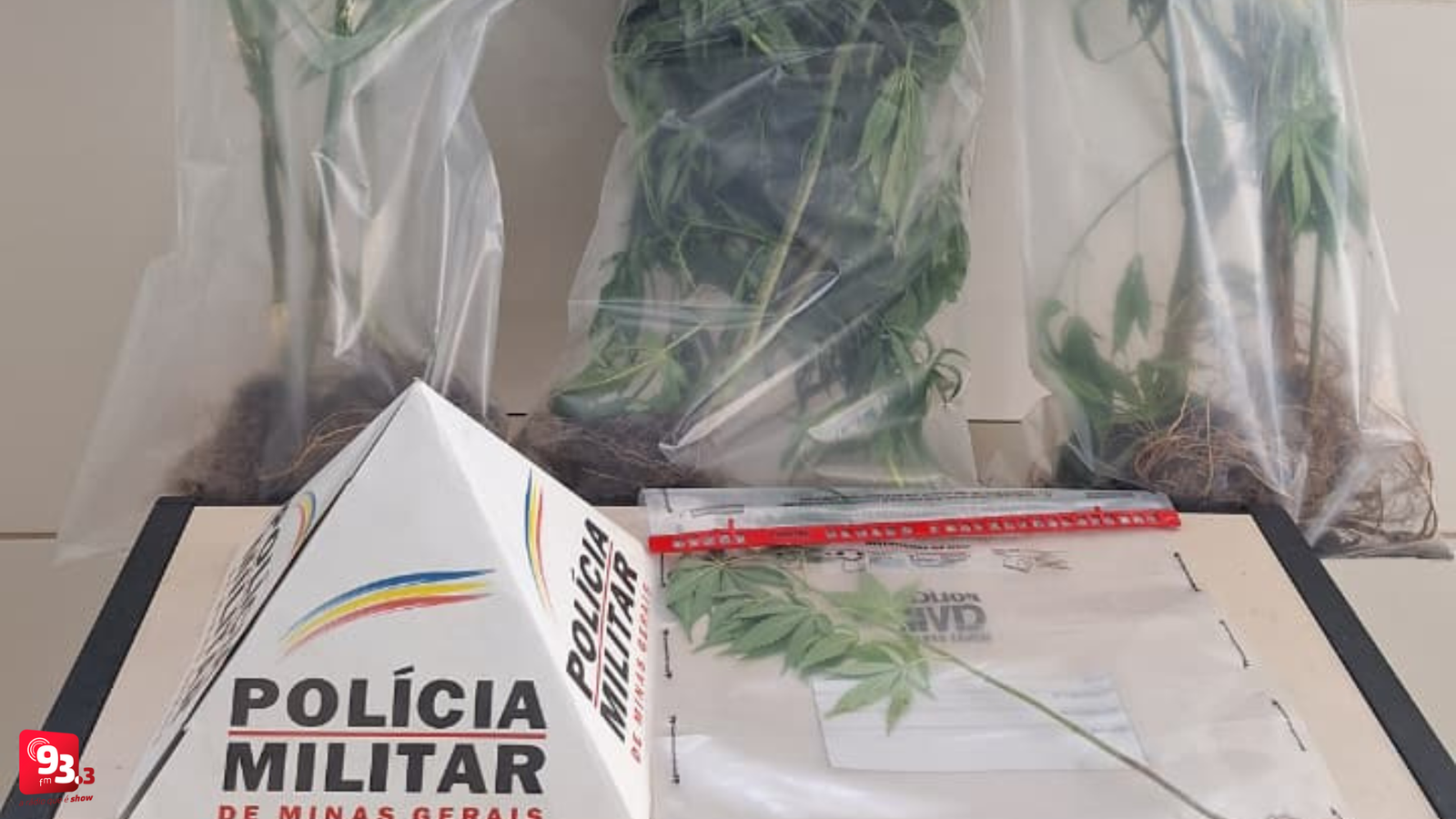 Leia mais sobre o artigo Homem é preso por plantar maconha em terreno no São José, em Barbacena