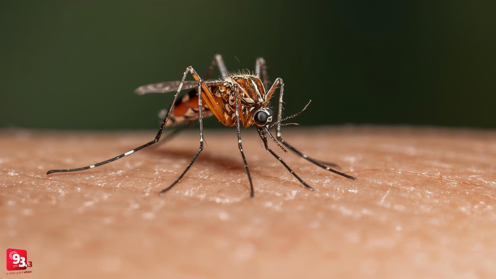 Leia mais sobre o artigo Barbacena fecha 2025 com mais de 600 casos de dengue; Grogotó teve maior incidência