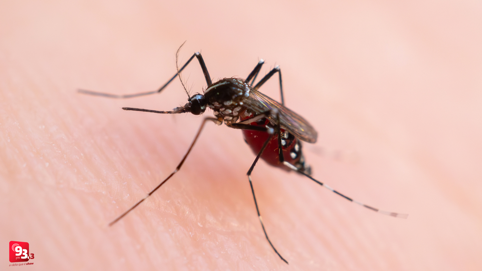 Leia mais sobre o artigo Primeiros meses de 2026 registram 33 casos de dengue
