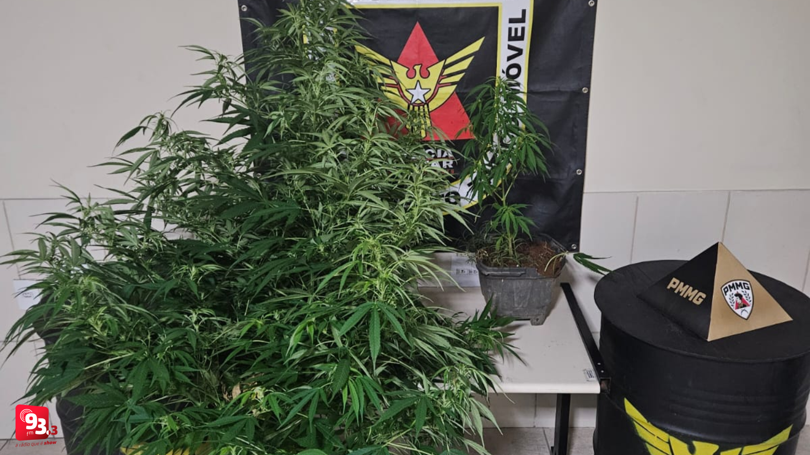Leia mais sobre o artigo Tio e sobrinho são presos suspeitos de cultivar maconha em Barbacena