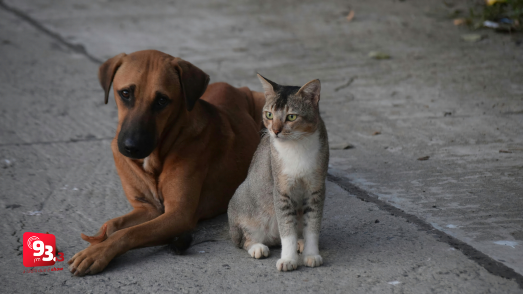 Barbacena institui Programa Cão e Gato Comunitários e reforça proteção aos animais de rua