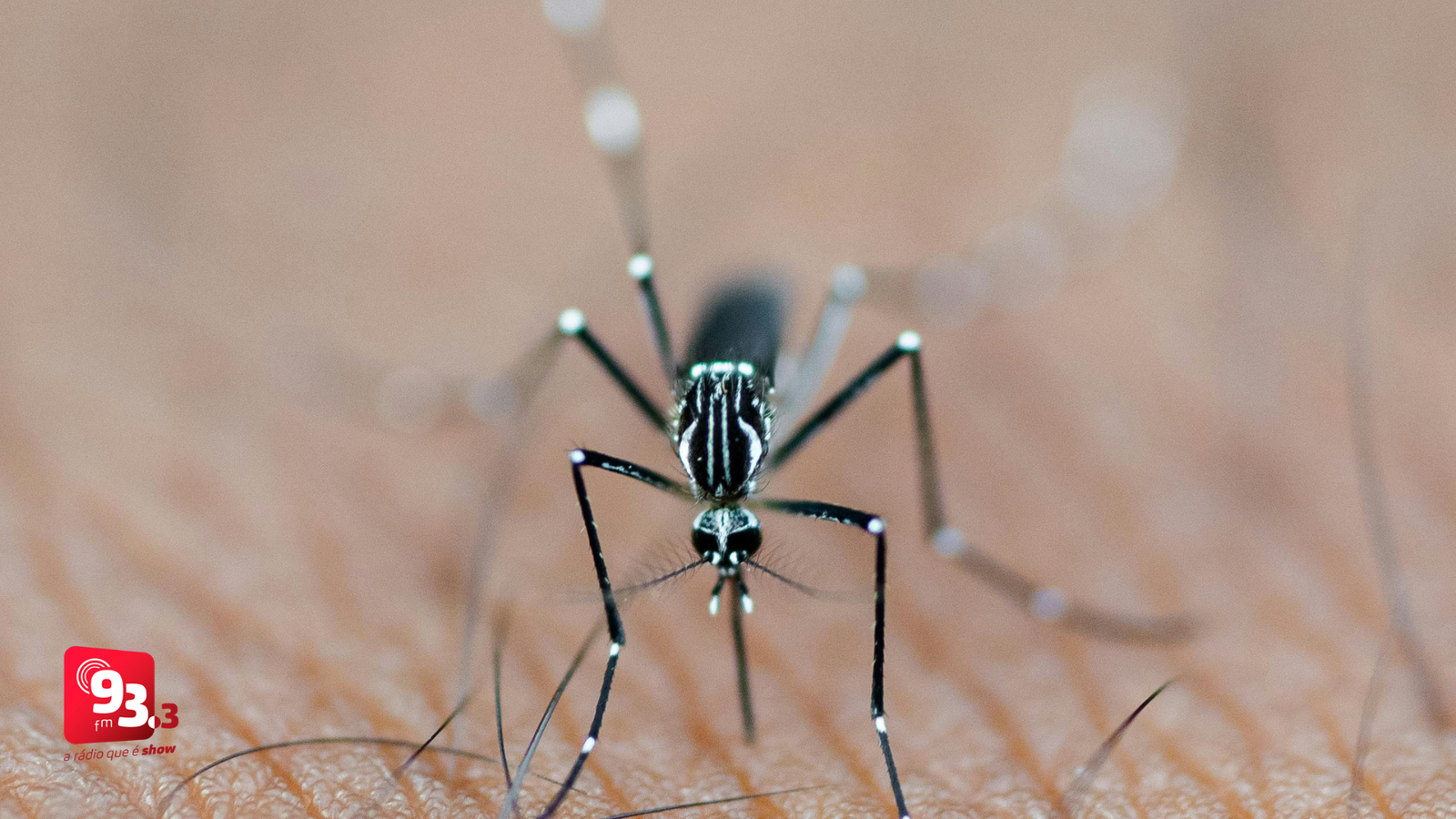 Leia mais sobre o artigo Barbacena registra 113 casos de dengue