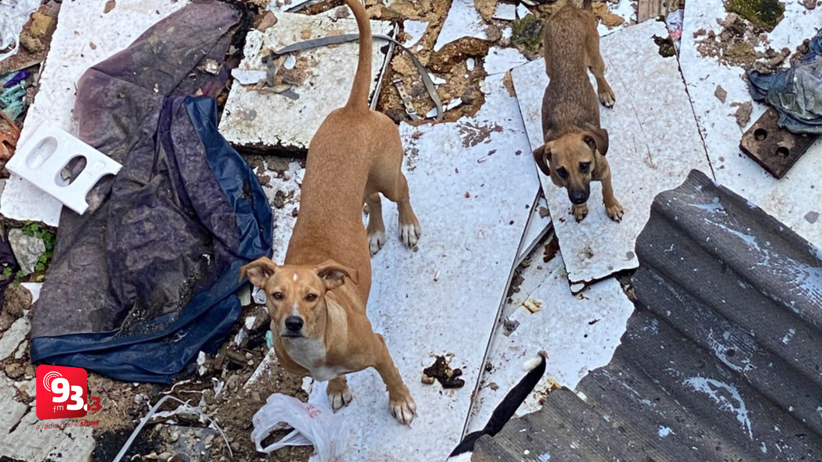 Leia mais sobre o artigo Cães em situação de maus-tratos são resgatados em Juiz de Fora