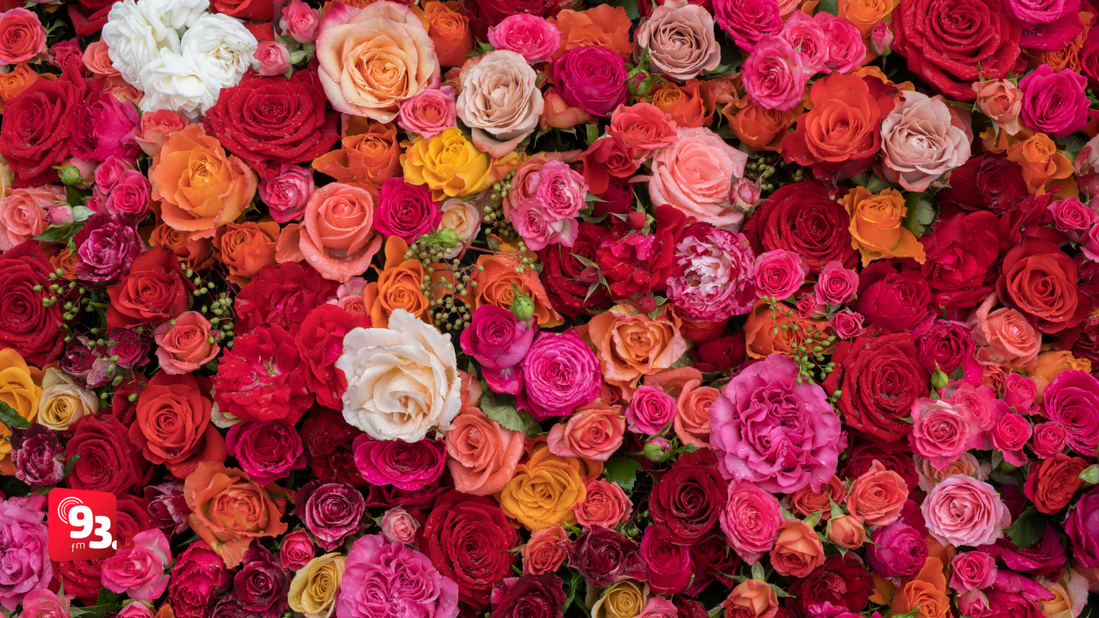 Leia mais sobre o artigo Candidatas ao Rainha das Rosas & Flores 2026 serão apresentadas oficialmente nesta quinta-feira em Barbacena