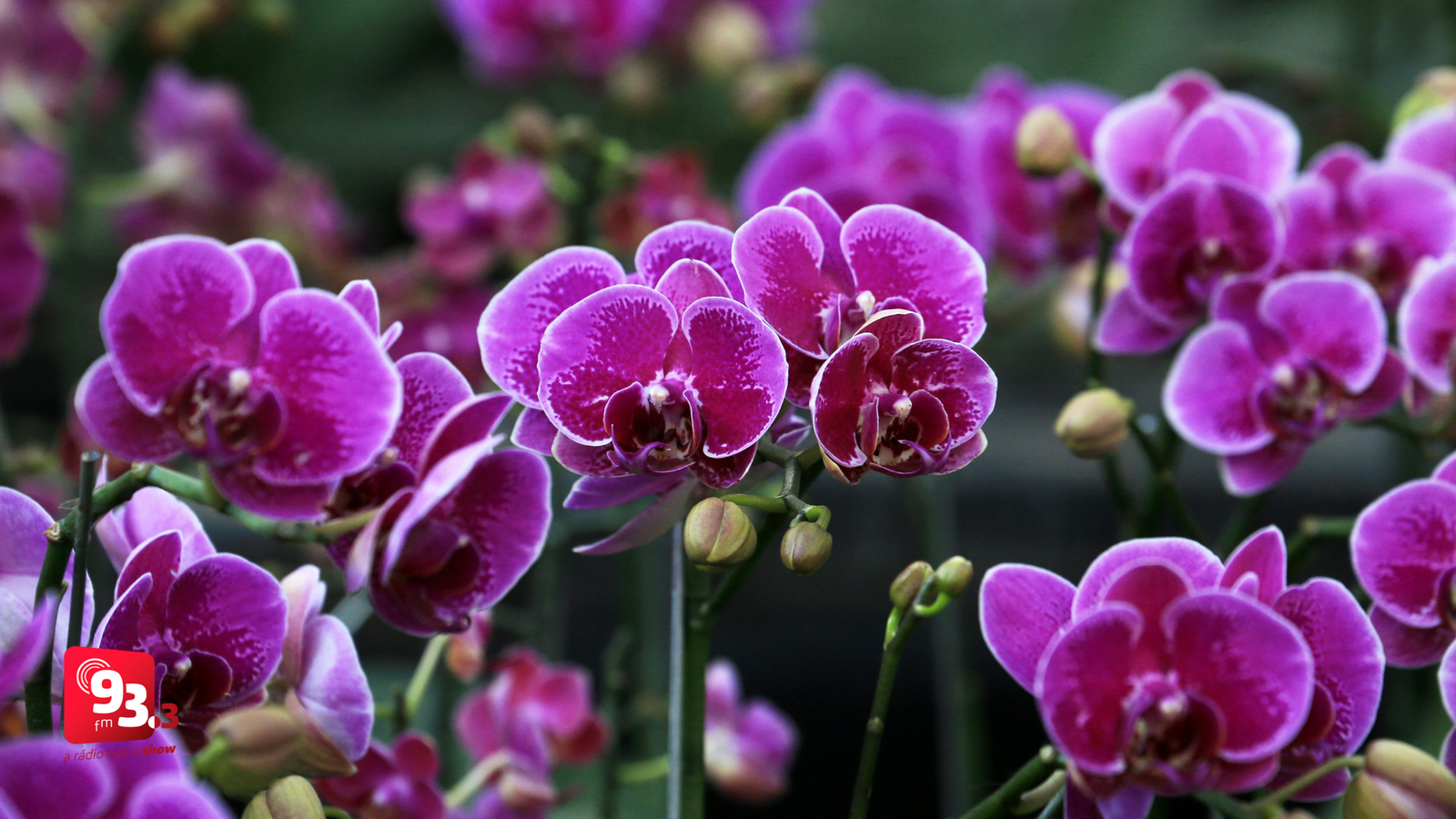 Leia mais sobre o artigo Barroso sediará a 8ª Exposição Nacional de Orquídeas