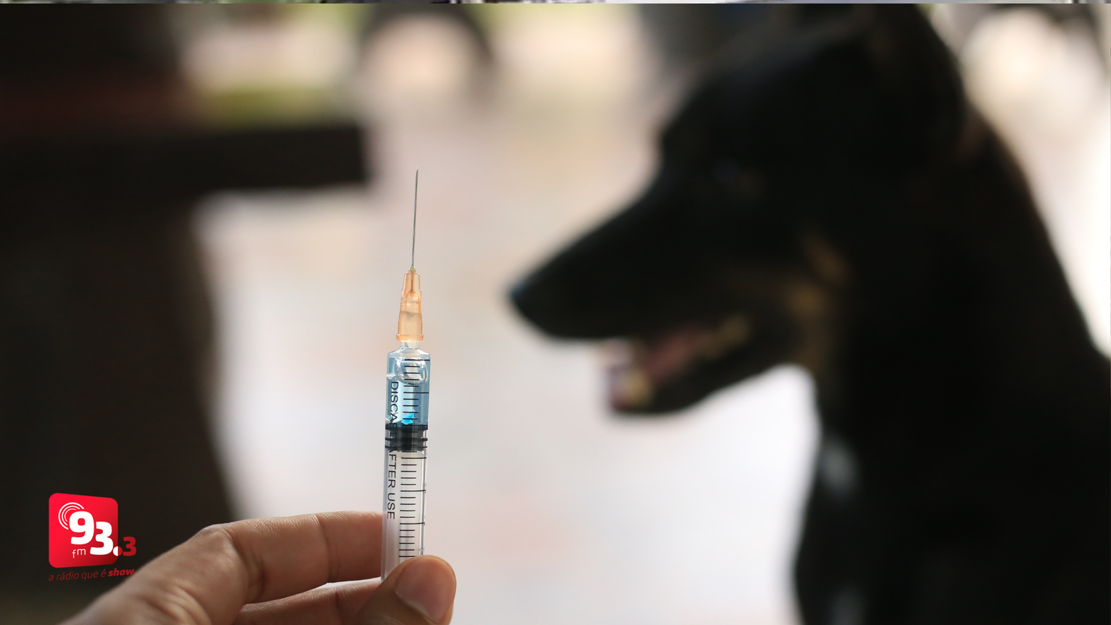 Leia mais sobre o artigo Barbacena realiza repescagem da vacinação antirrábica para ampliar cobertura de cães e gatos