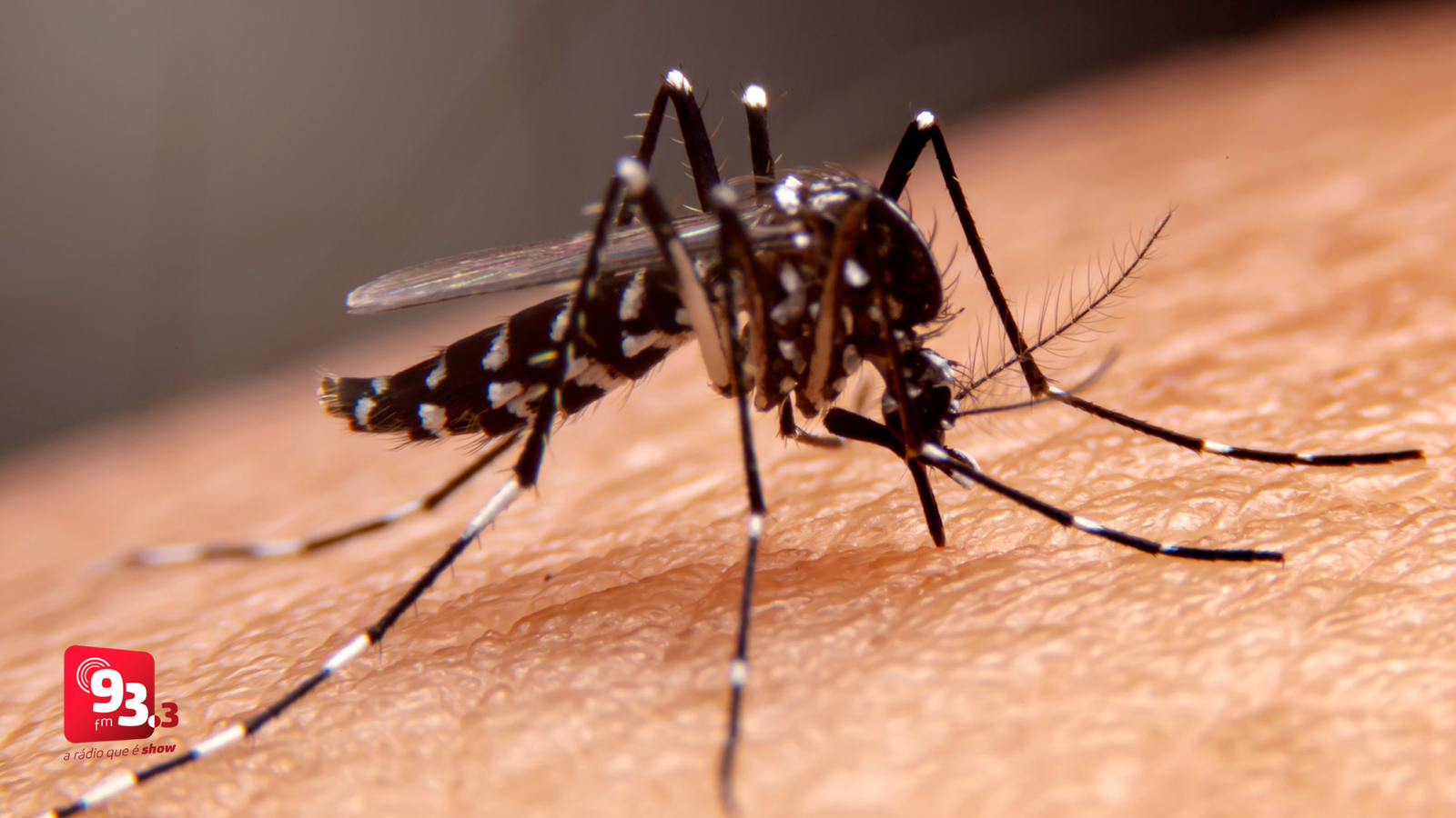 Leia mais sobre o artigo Barbacena tem mais de 100 casos confirmados de dengue em 2026
