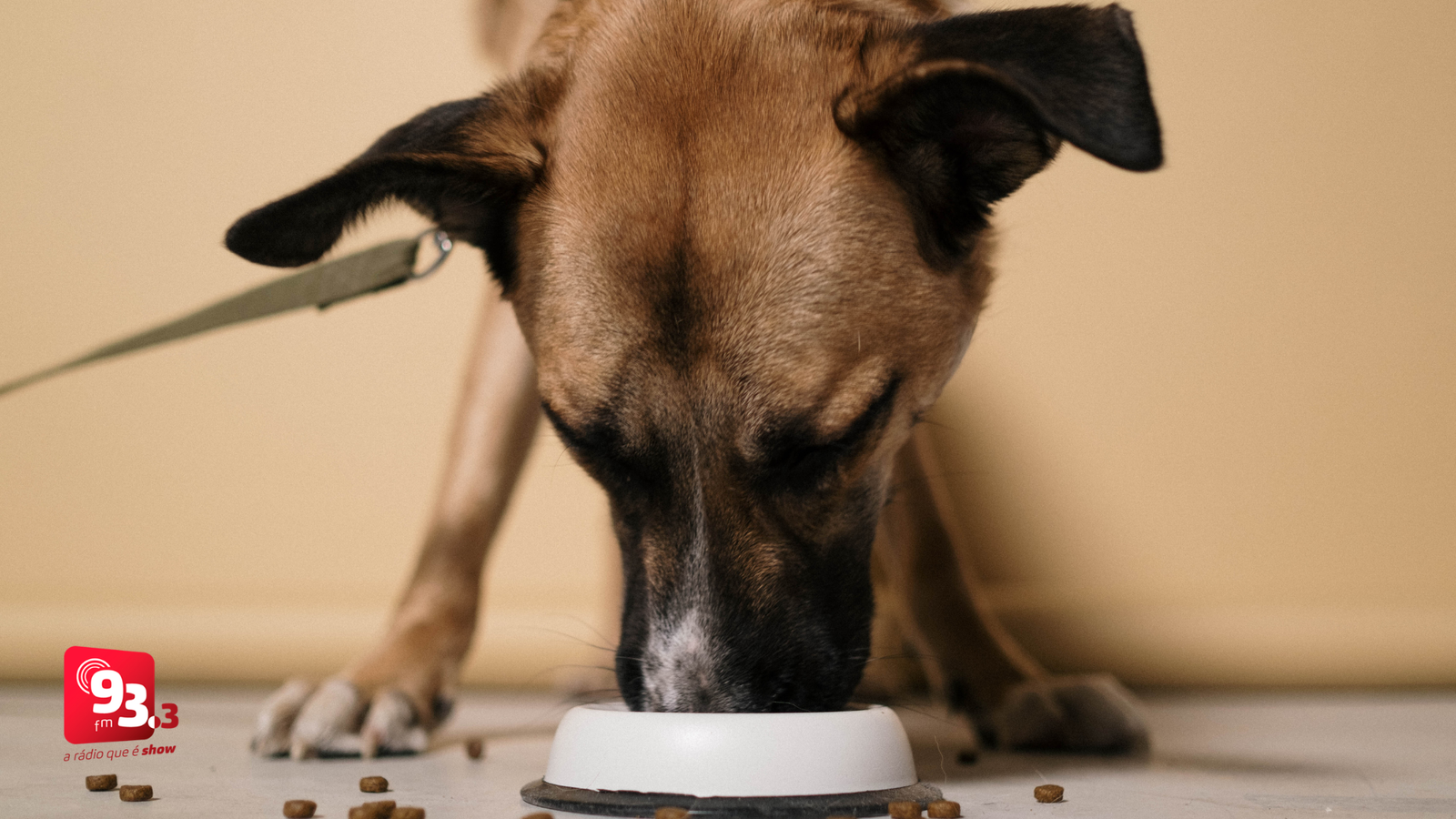 Leia mais sobre o artigo Barbacena abre chamamento para credenciar entidades de proteção animal e fornecer ração para cães